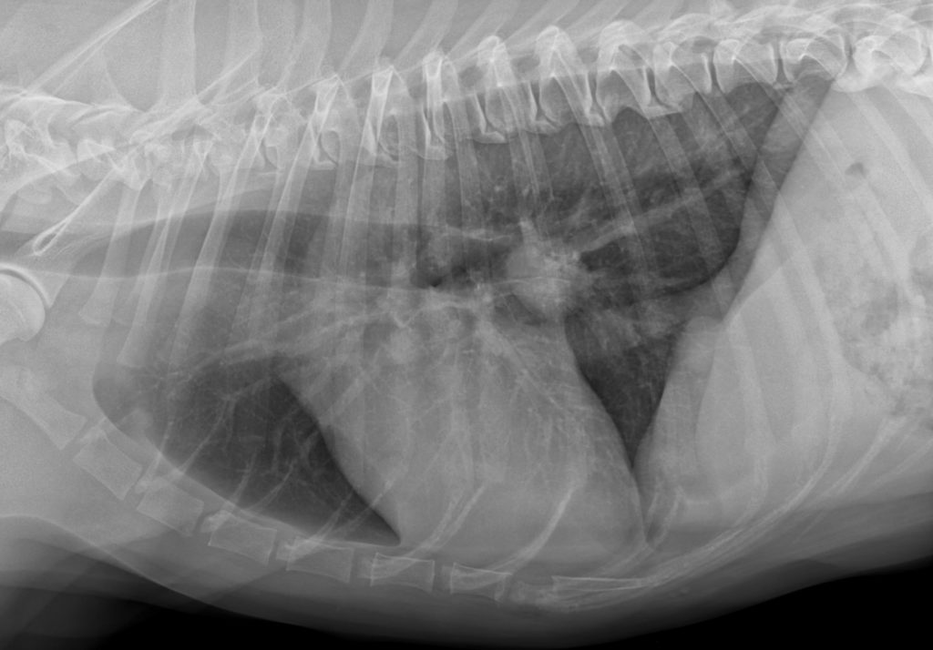 Lungen CT und Volumentomografie der Lunge beim Hund beim unklaren