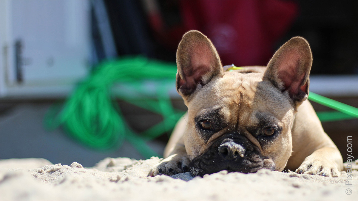 Nuværende bredde Betjene Leptospirose beim Hund - gefährliche Infektion - Fachtierarzt Dr. med.vet.  Klaus Sommer, Tierarztpraxis München