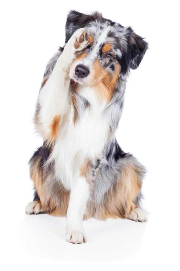 Hundekastration München