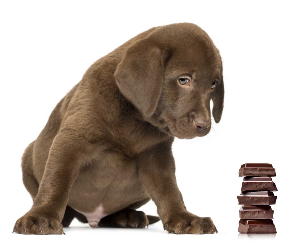 Schokoladenvergiftung beim Hund - Tierarzt Dr. med.vet. Klaus Sommer