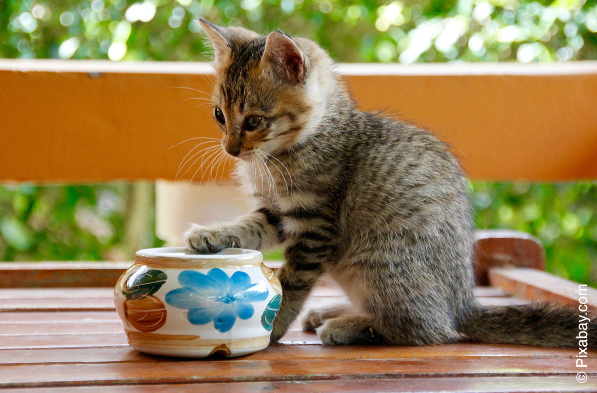 Katze Frisst Nicht Sommer